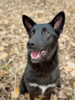 Неужели Гарри придется прожить в приюте всю жизнь? | Пост в блоге сайта mospriut.ru